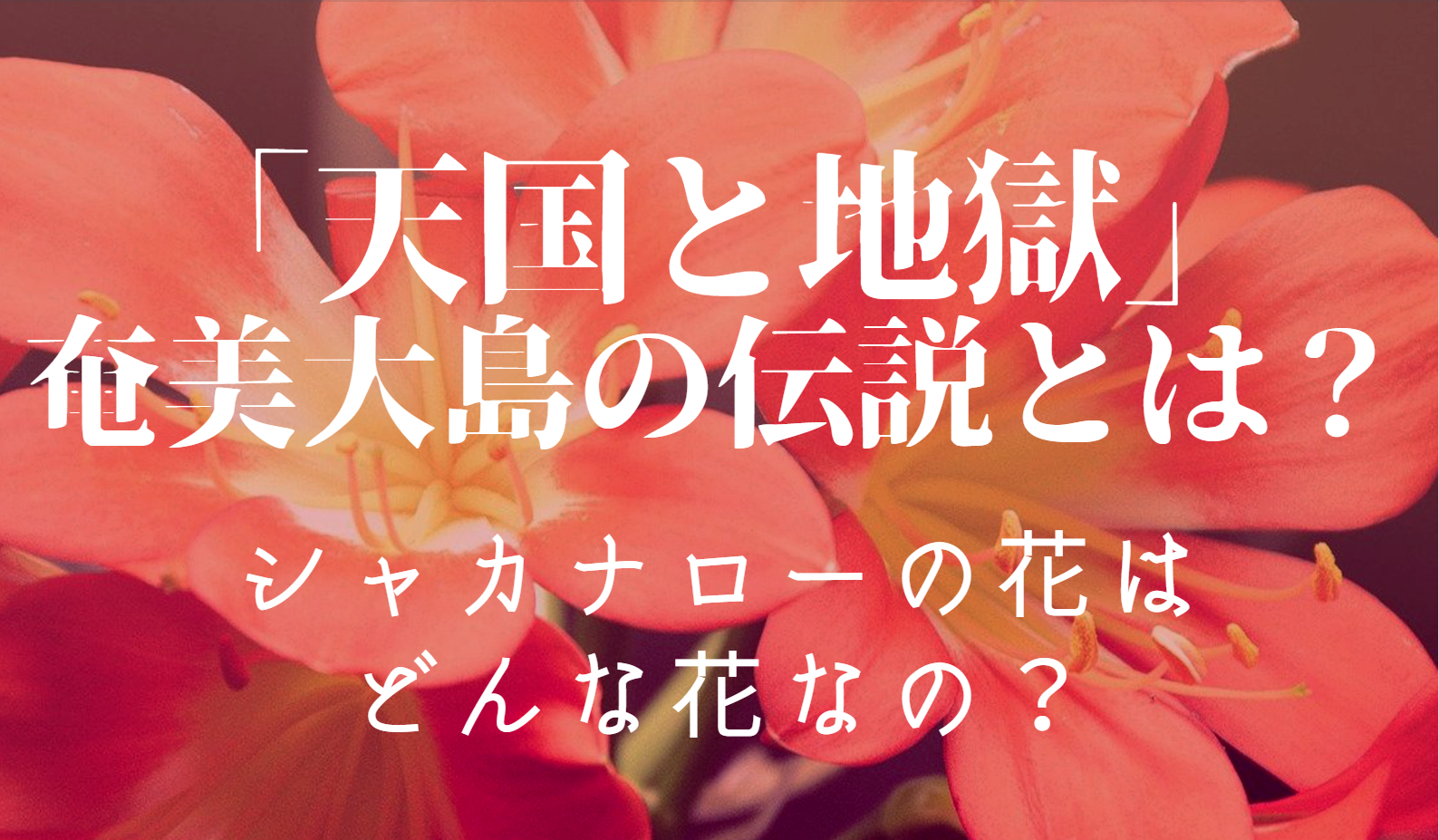 天国と地獄 奄美大島の月と太陽の伝説 言い伝え シヤカナローの花は存在するの